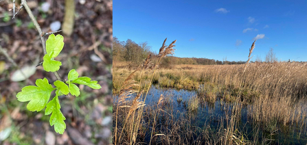 Double image showing hawthorn in leaf and Whisby landscape at New Year