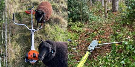 Double image showing two sheep with a brushcutter at Whisby and a winch used to clear storm damage in woodland