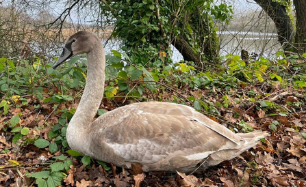 Young swan resting close to a lake at Whisby