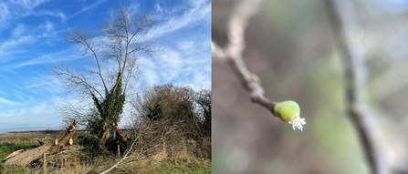 Double image showing willow pollarding at Ashing Lane and a close-up of a white willow flower in Orchid Glade