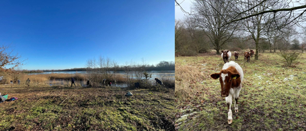 Double image showing a work party clearing bramble and cows at Whisby