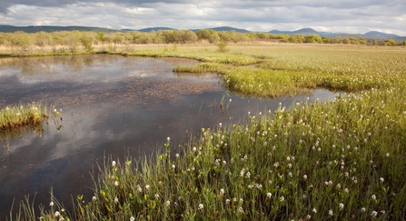 peat landscape