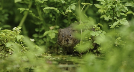 Water Vole