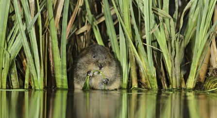 Water Vole