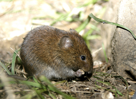 Bank vole