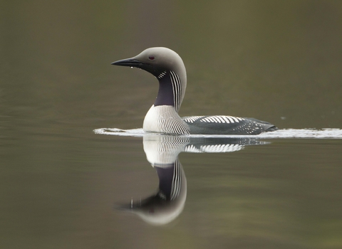 Black-throated Diver