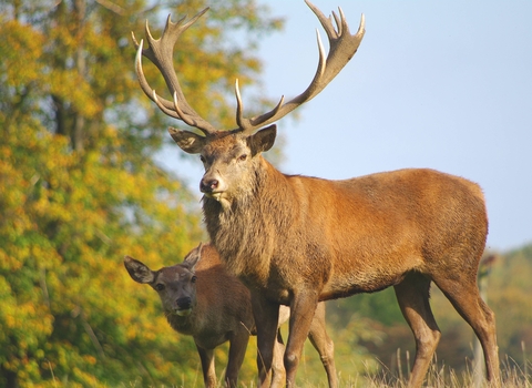 Red deer