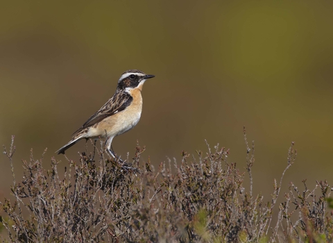 Whinchat