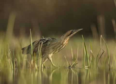 Bittern