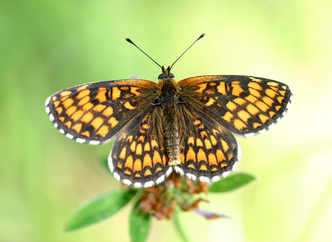 Heath Fritillary butterfly