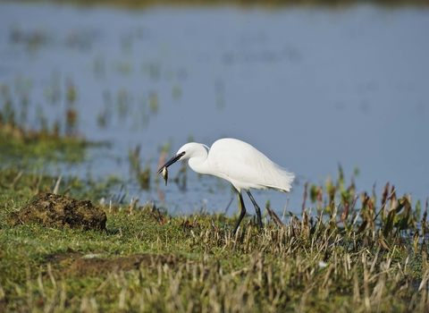 Little Egret