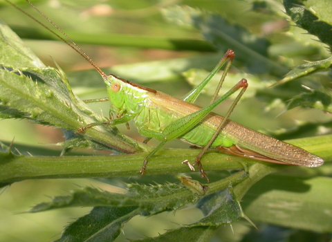 Long-winged Conehead