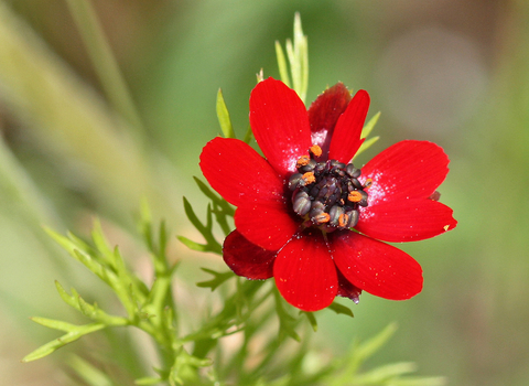 Pheasant's-eye