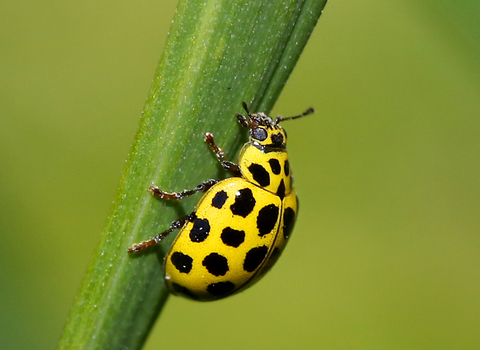 22-spot Ladybird