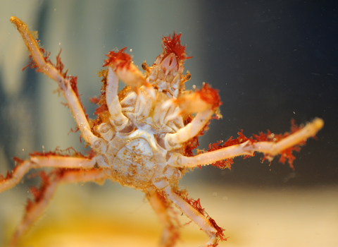 Great Spider Crab