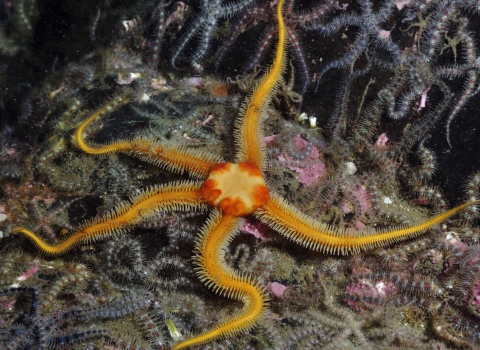 Brittle Star