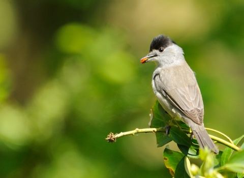 Blackcap