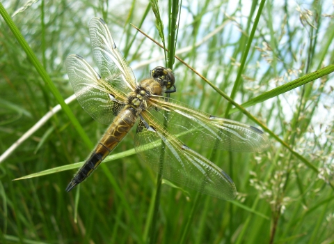 Dragonfly