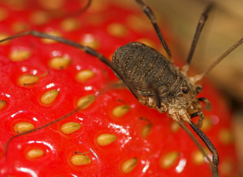 Harvestman (Phalangium opilio) female