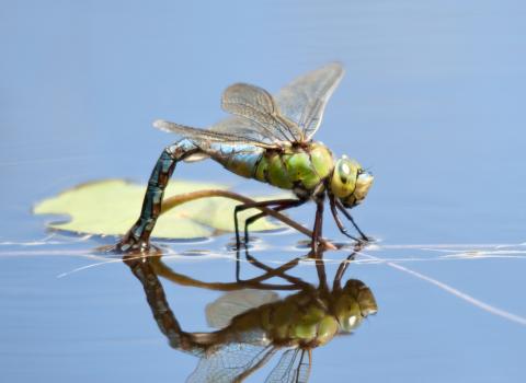 Emperor Dragonfly