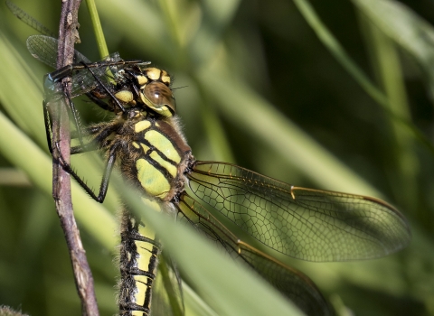 Hairy dragonfly