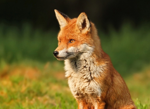 What we do | Lincolnshire Wildlife Trust