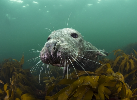 Grey Seal