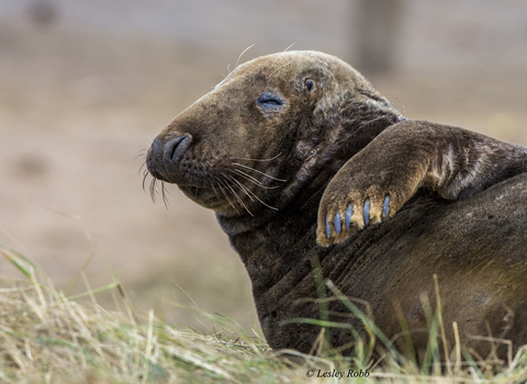 Donna Nook grey seal