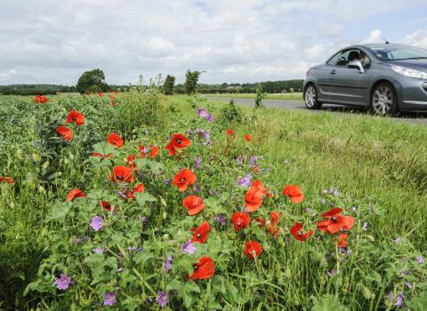 Verge Flowers