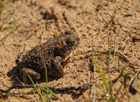 Natterjack toad