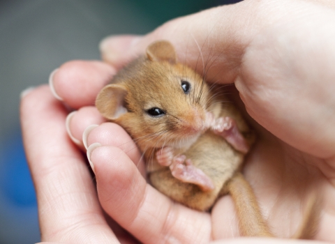 Dormouse