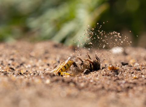 Bee wolf excavating her burrow