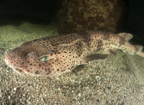 Large-spotted catshark