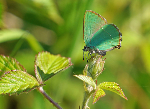 green hairstreak