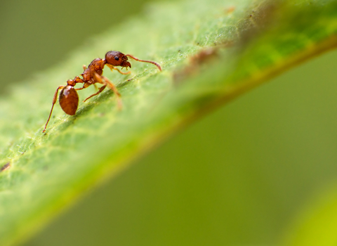 Red ant by Billy Clapham, The Wildlife Trusts