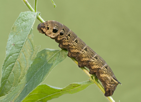 Identify caterpillars Lincolnshire Wildlife Trust