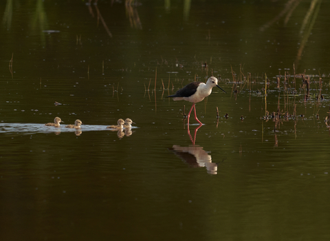 A black-winged stilt wading through a pool on its long, pink legs, with four small chicks swimming along behind it