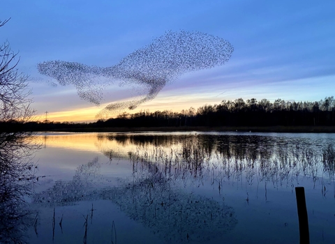 Starling murmuration at Whisby Nature Park January 2024