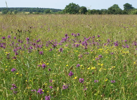 Porter's Lodge nature reserve top field