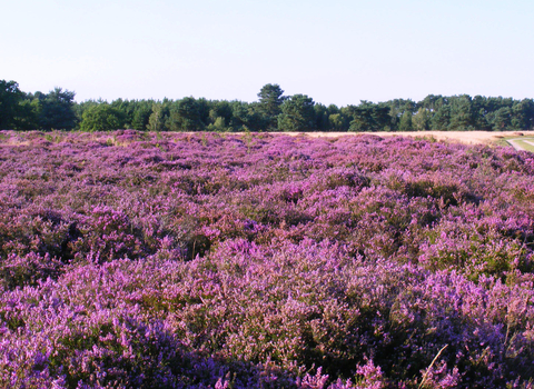 Kirkby Moor in September with heather in full bloom