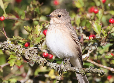 Spotted flycatcher at Gibraltar Point in early autumn