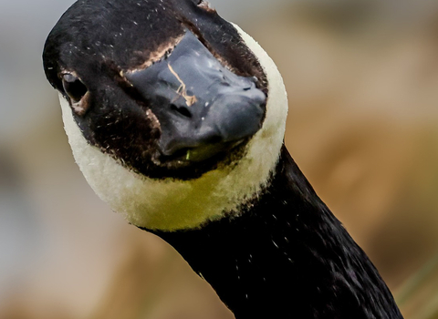 Close-up of a curious Canada goose at Far Ings