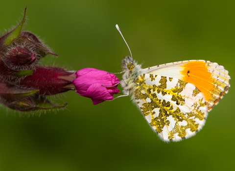 Orange tip butterfly, with it's wings closed, resting on a red campion flower