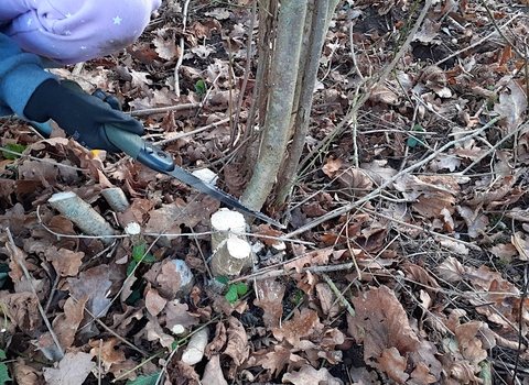 coppicing tree