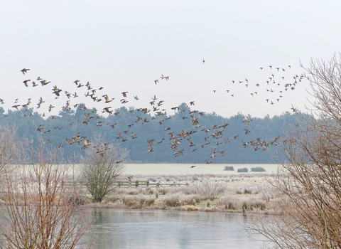 Wildfowl flying above a lake in winter at Woodhall Spa Airfield (c) Robert Enderby