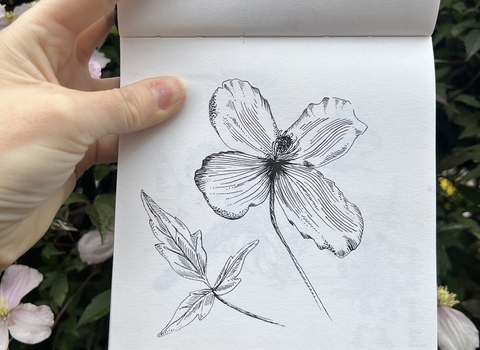 Sketch of a flower and leaf by artist Louise Earnshaw held up outdoors in front of the subject