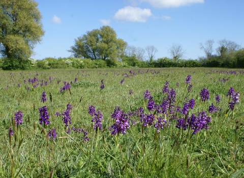 Green-winged orchids at Heath's Meadow