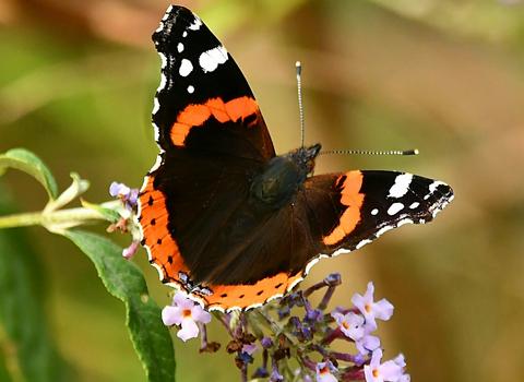 Red admiral at Gibraltar Point