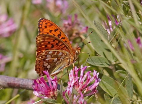 High brown fritillary