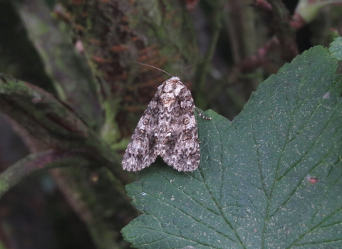 a knot grass moth rests on a leaf, showing the distinctive white markings that identify the species